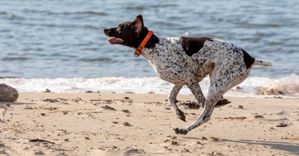 German Shorthaired Pointer