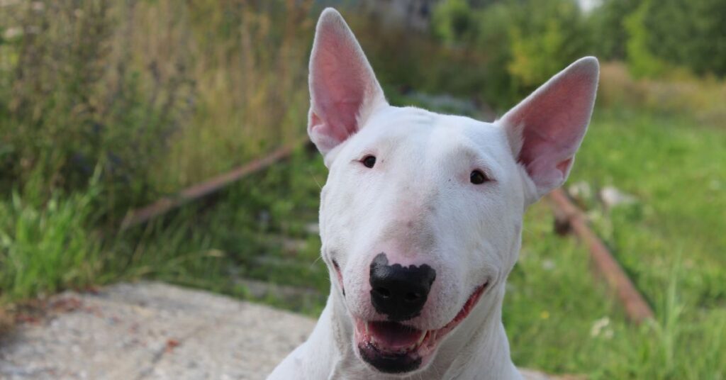 Bull Terrier