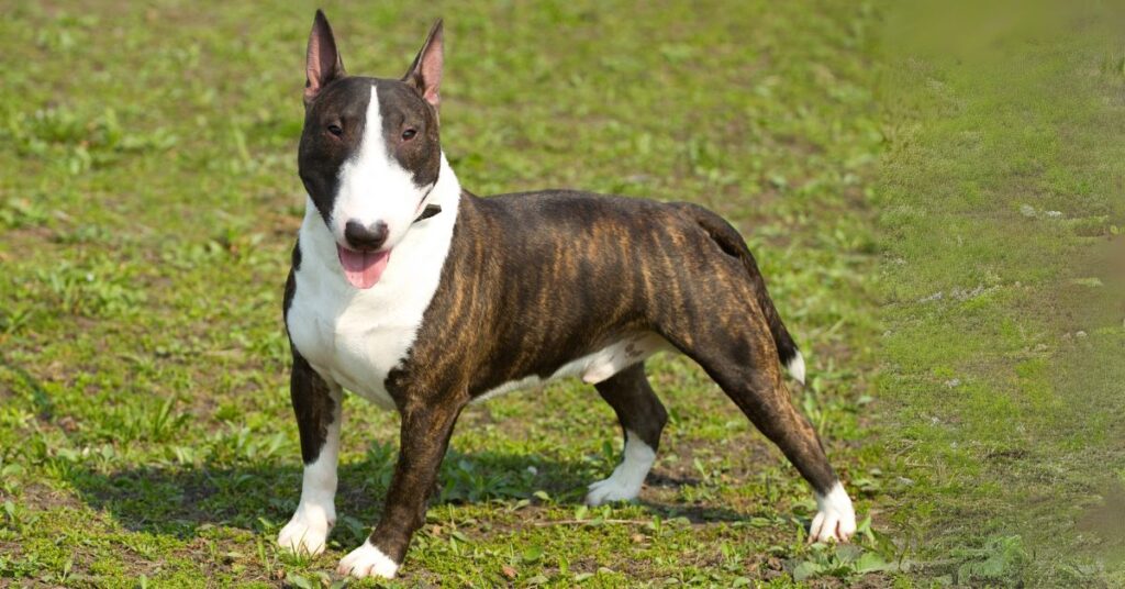 Bull Terrier