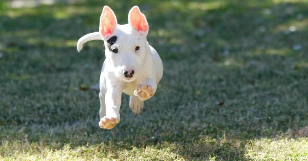 Bull Terrier