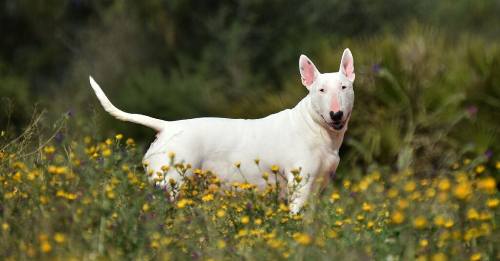 Bull Terrier