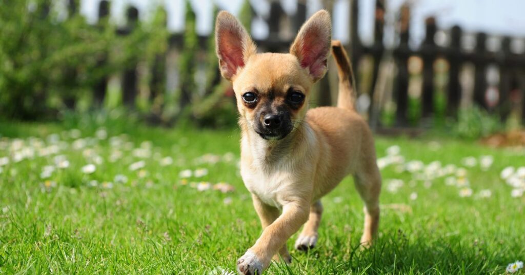 Chihuahua Puppy