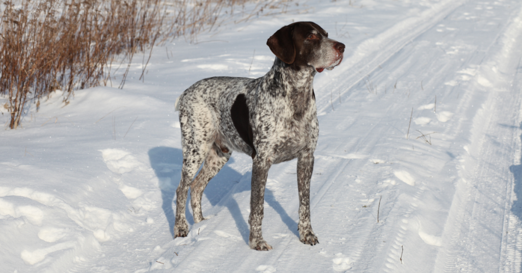 German Shorthaired Pointer