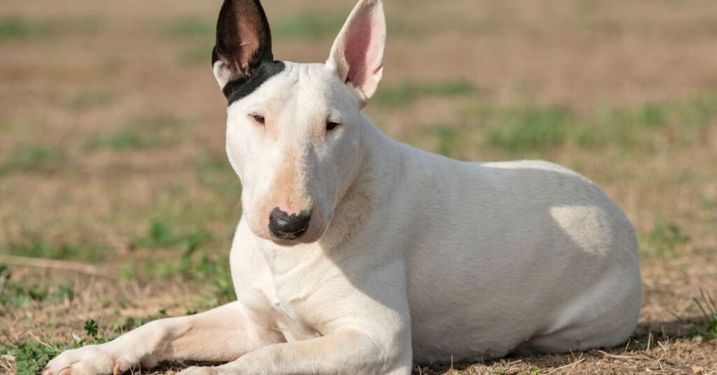 Bull Terrier