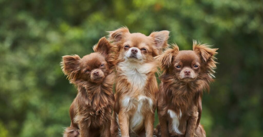 Chihuahuas