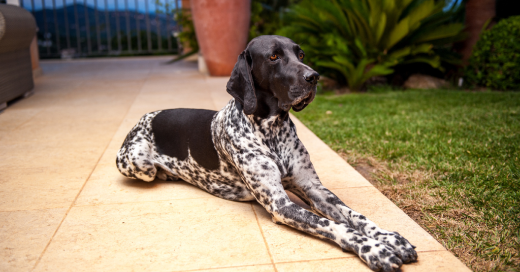 German Shorthaired Pointer