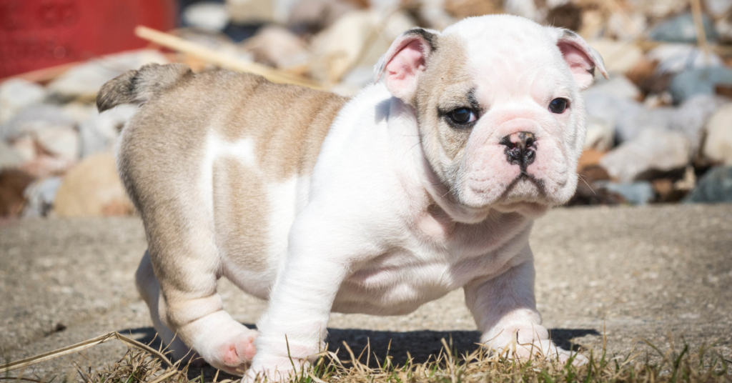 English Bulldog Puppy