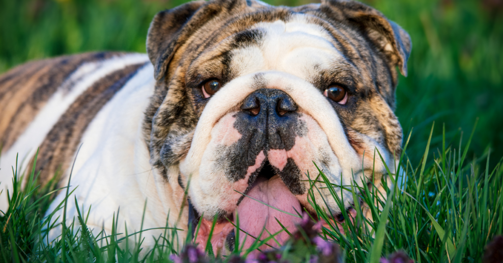English Bulldog