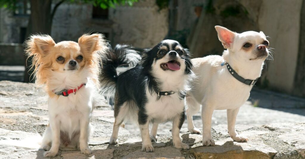 Chihuahuas