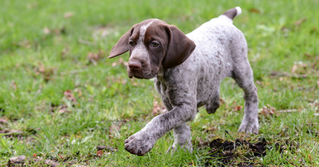 German Shorthaired Pointer puppy