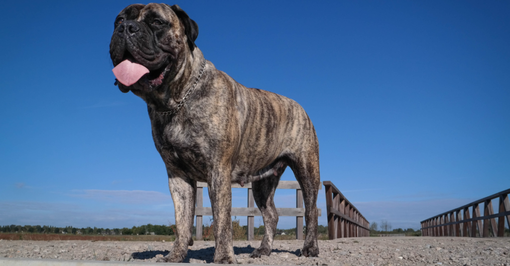 Bullmastiff