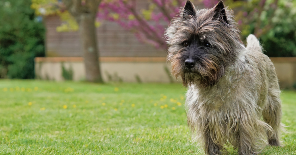 Cairn Terrier