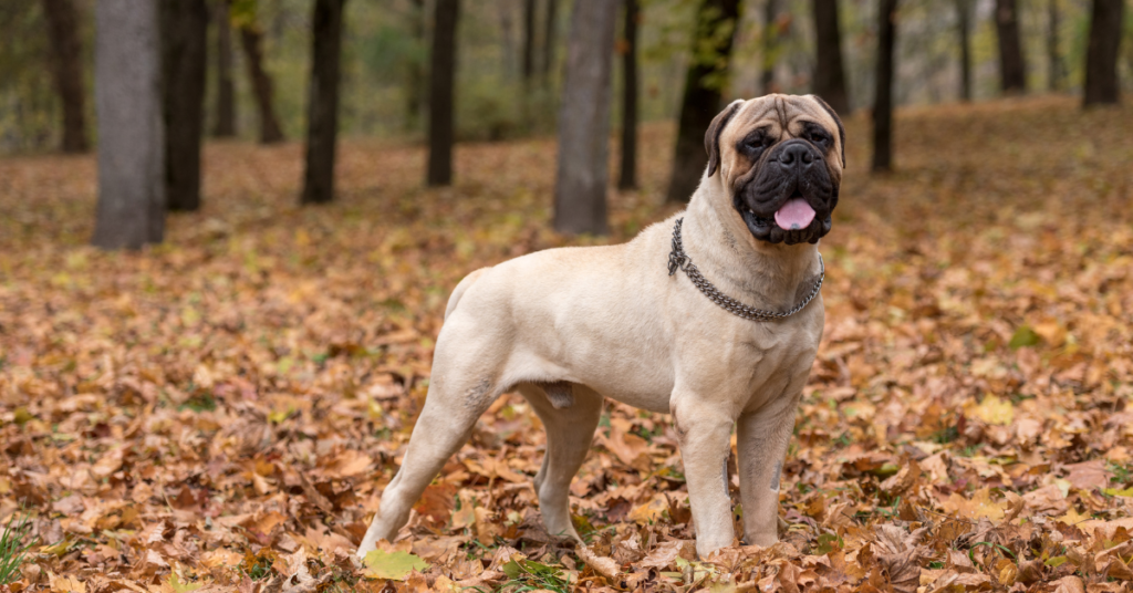 Bullmastiff