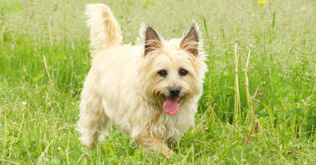 Cairn Terrier