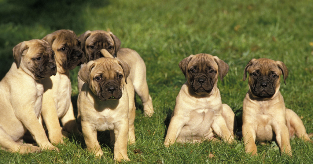 Bullmastiff