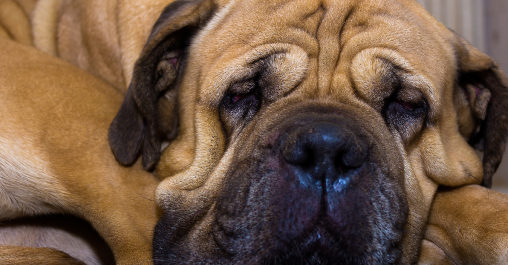 Bullmastiff