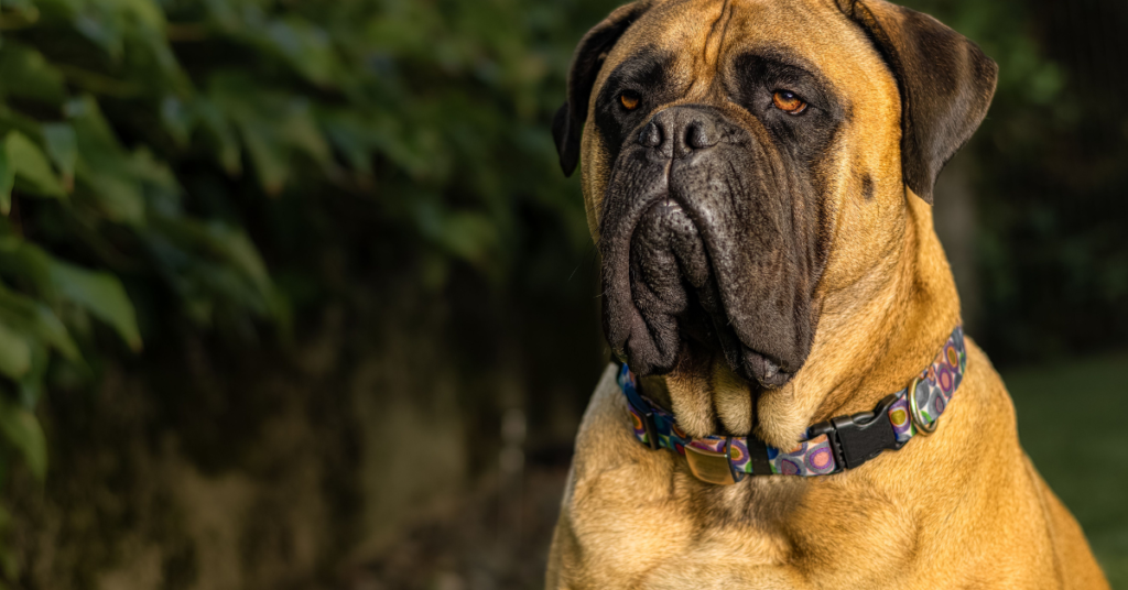 Bullmastiff