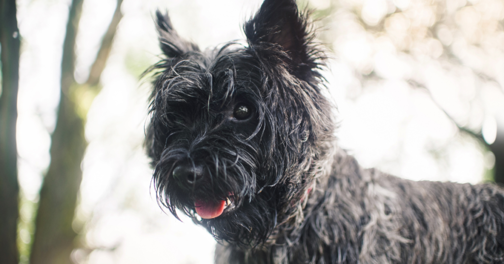 Cairn Terrier
