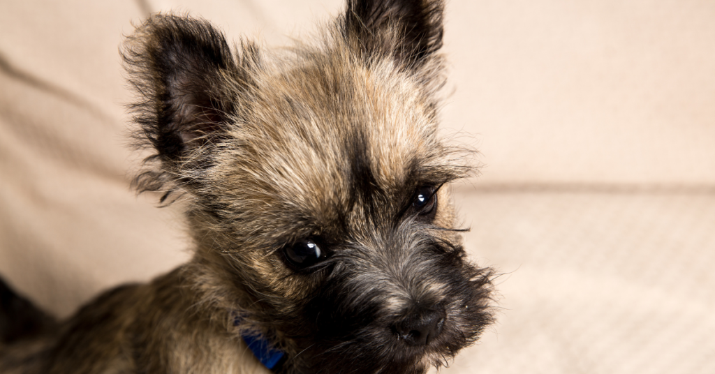 Cairn Terrier Puppy