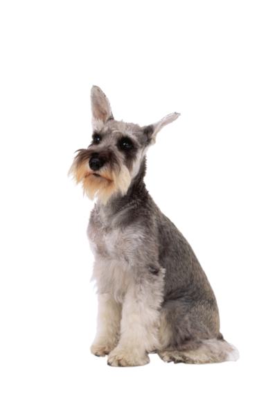 Schnauzer