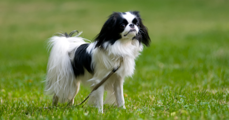 Japanese Chin: The Elegant and Charming Toy Breed