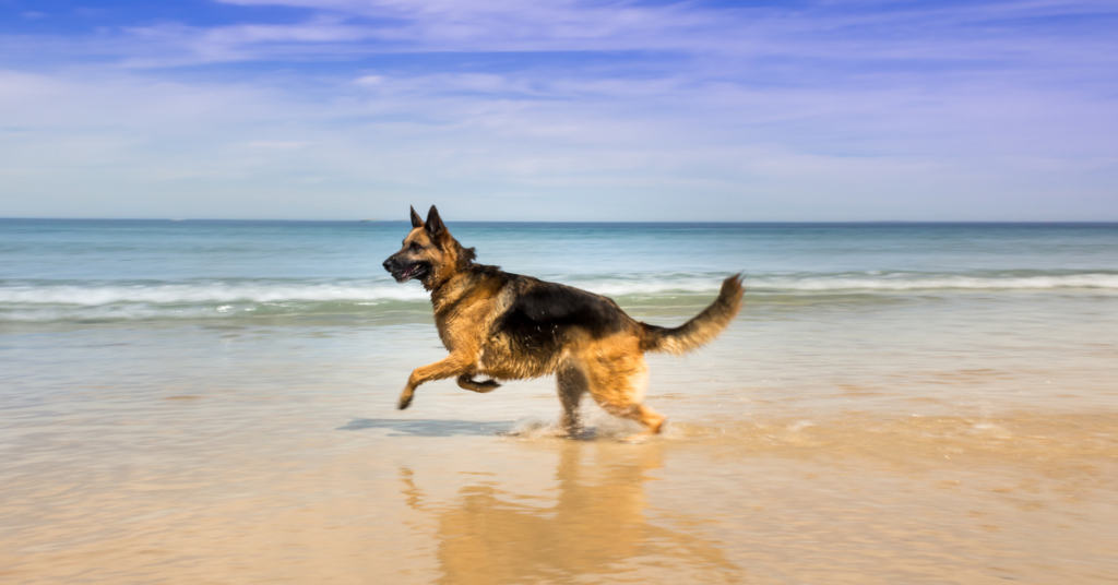 German Shepherd