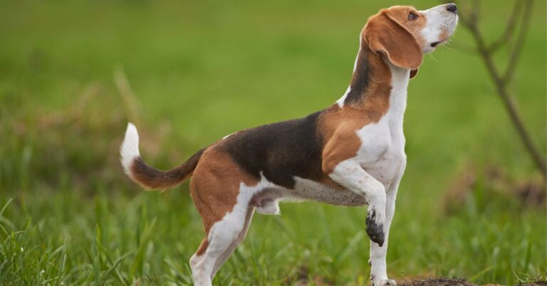 Beagle: The Curious, Cheerful & Nose-Driven Companion
