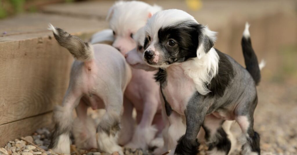 Chinese Crested Puppies