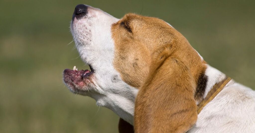 Beagle