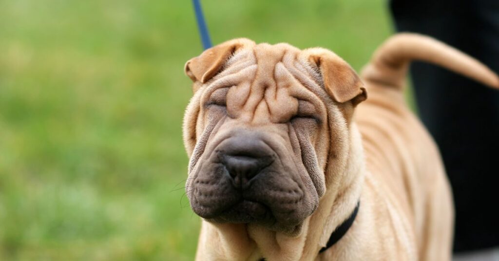 Chinese Shar-Pei