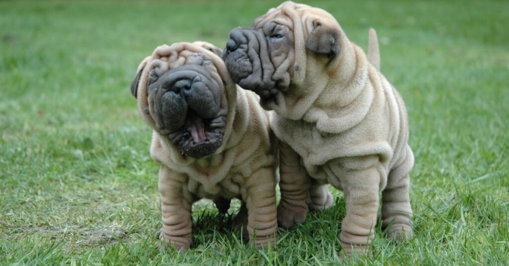 Chinese Shar-Pei Puppies