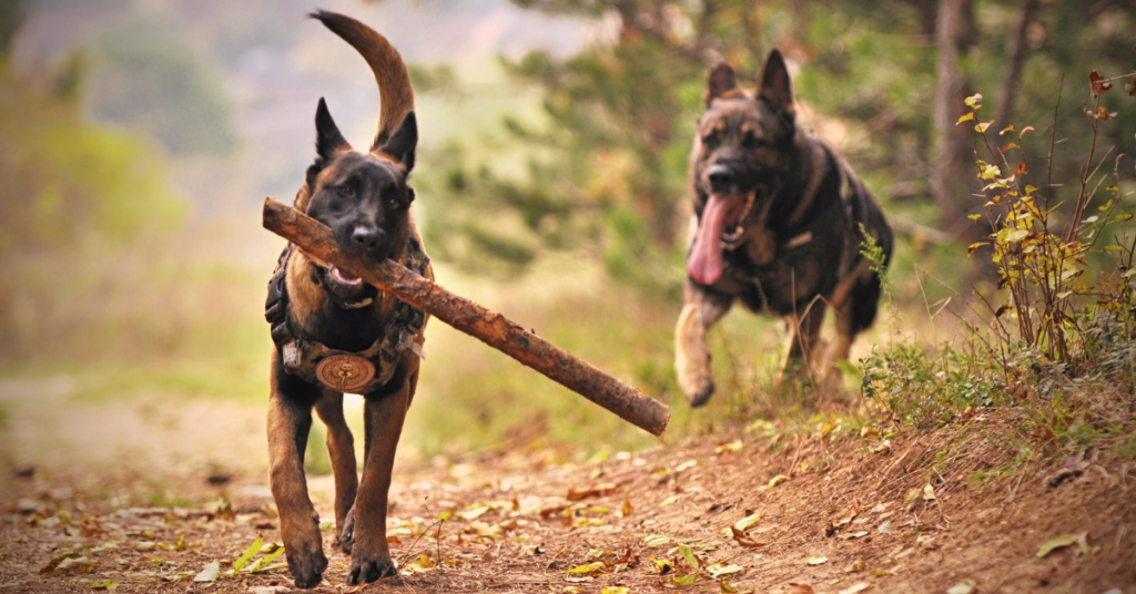German Shepherd