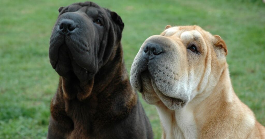 Chinese Shar-Peis