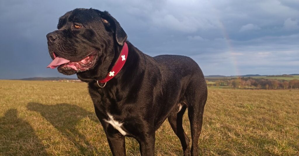 Cane Corso