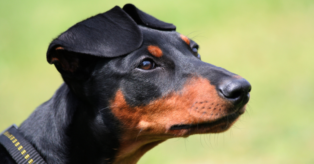 German Pinscher