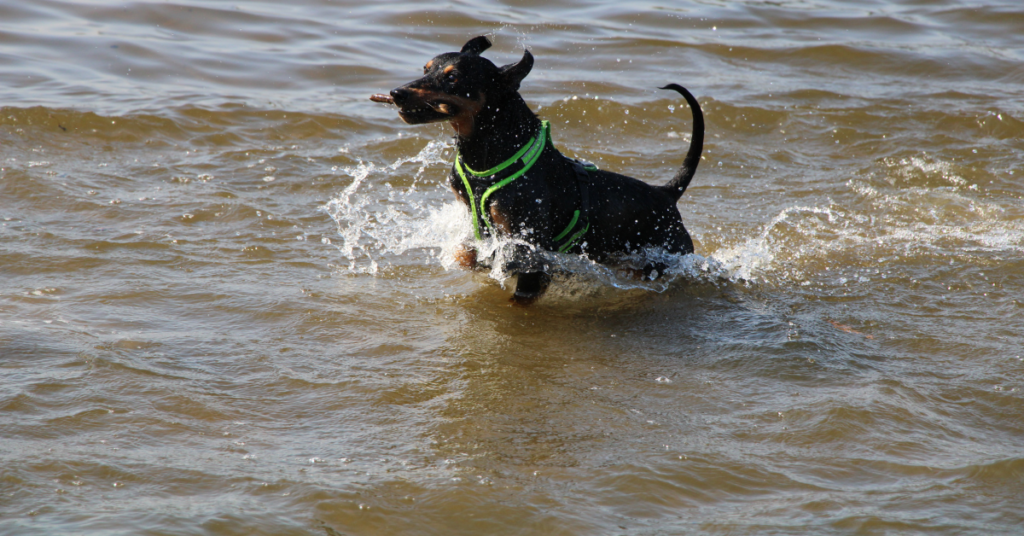 German Pinscher