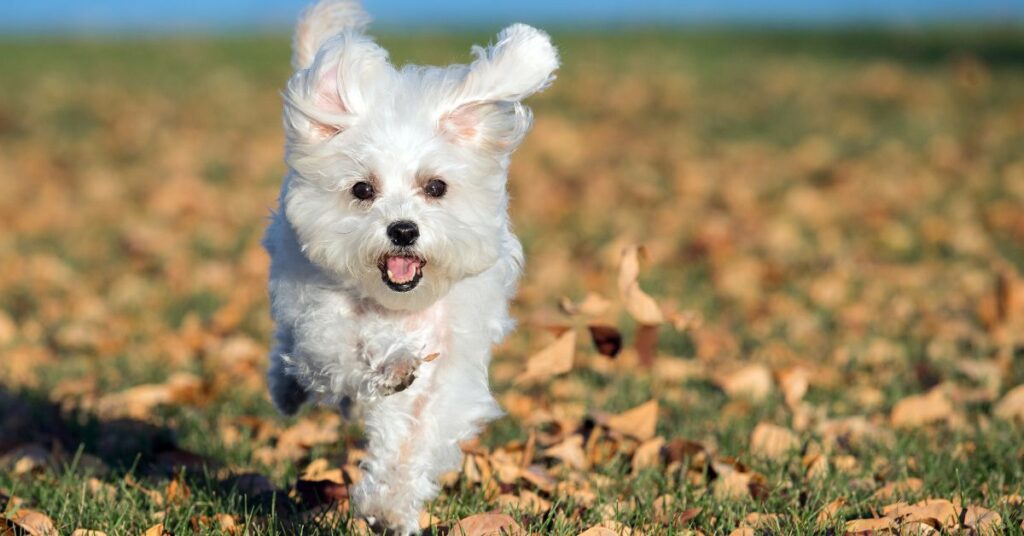 Maltese