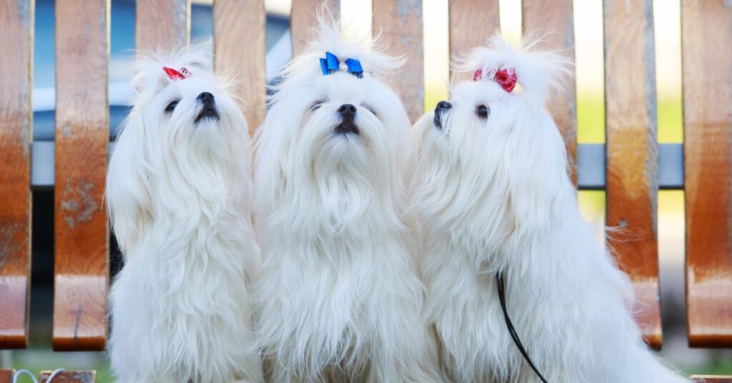 3 Maltese