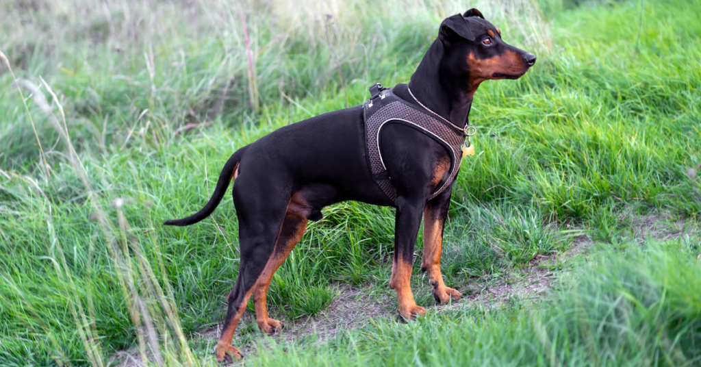 German Pinscher