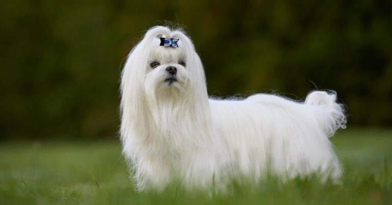 Maltese: Elegant, Affectionate, and always Glamorous