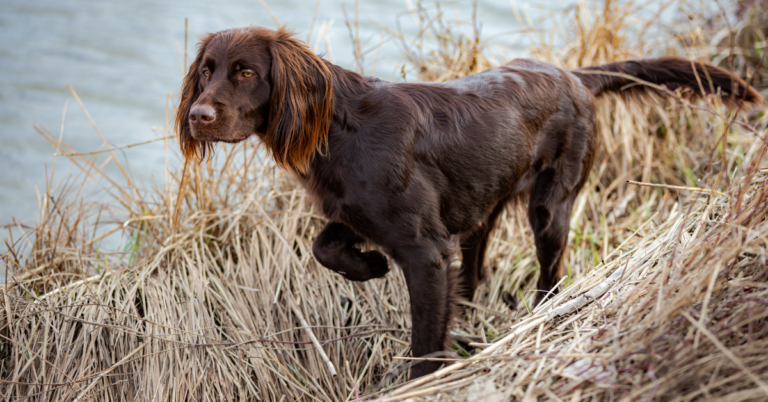 German Longhaired Pointer: Elegant, Intelligent, and Skilled Hunting Dog