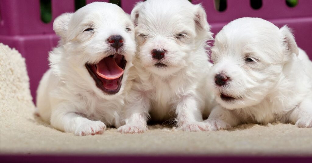 Maltese Puppies