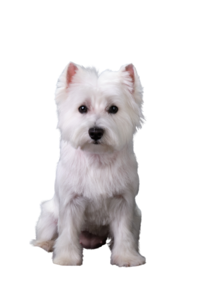 Westie