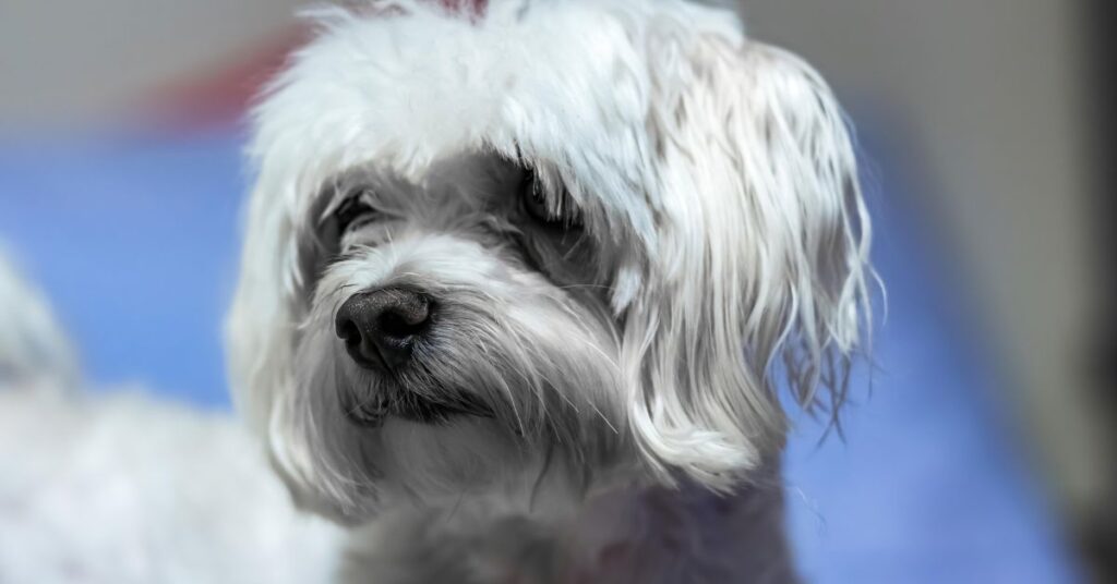 Maltese