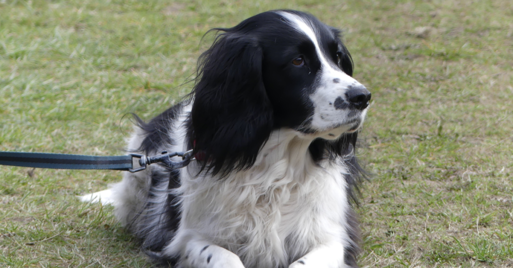 French Spaniel