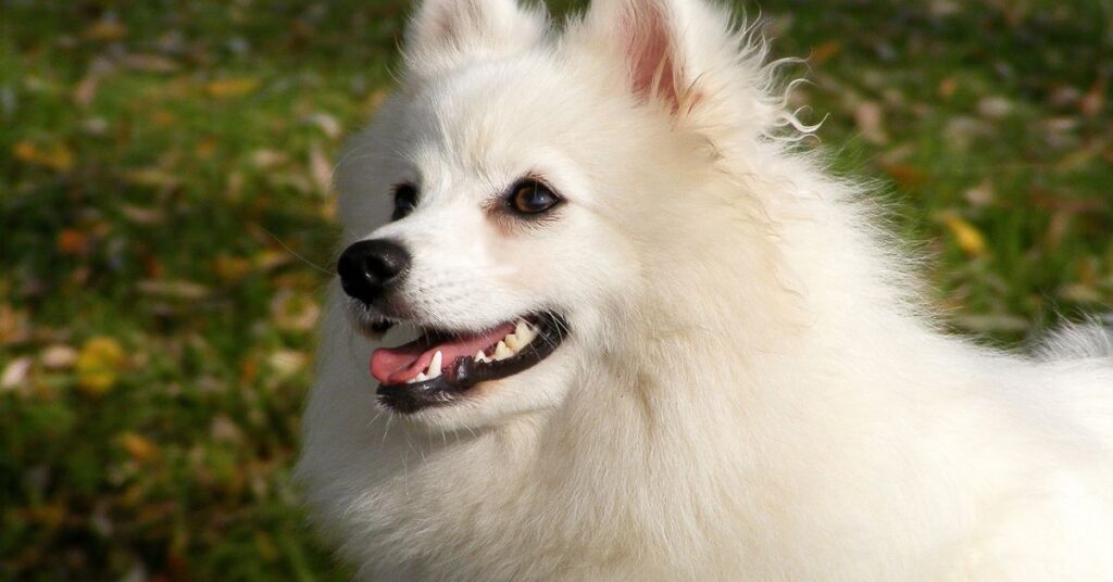 Japanese Spitz