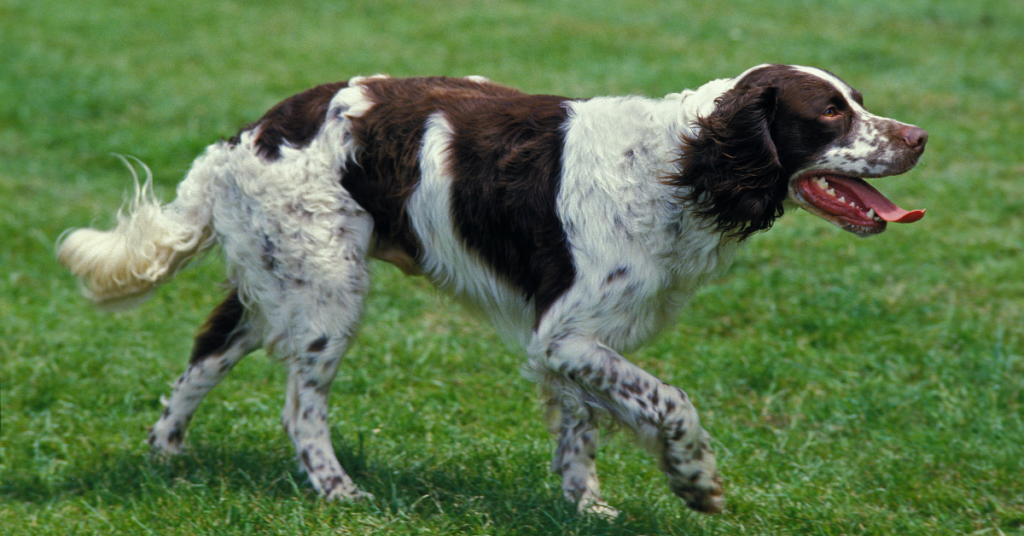 French Spaniel
