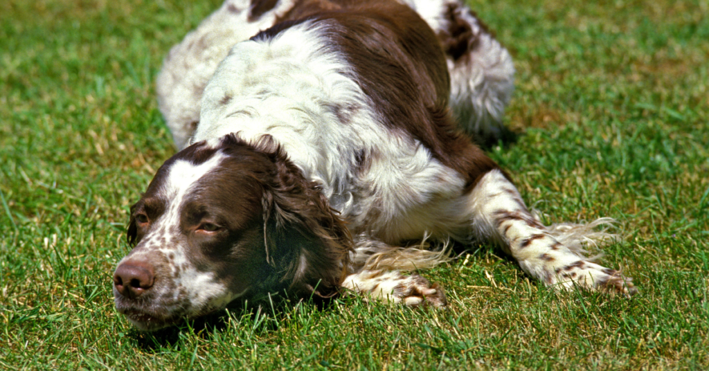 French Spaniel