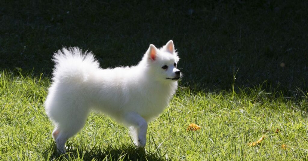 Japanese Spitz