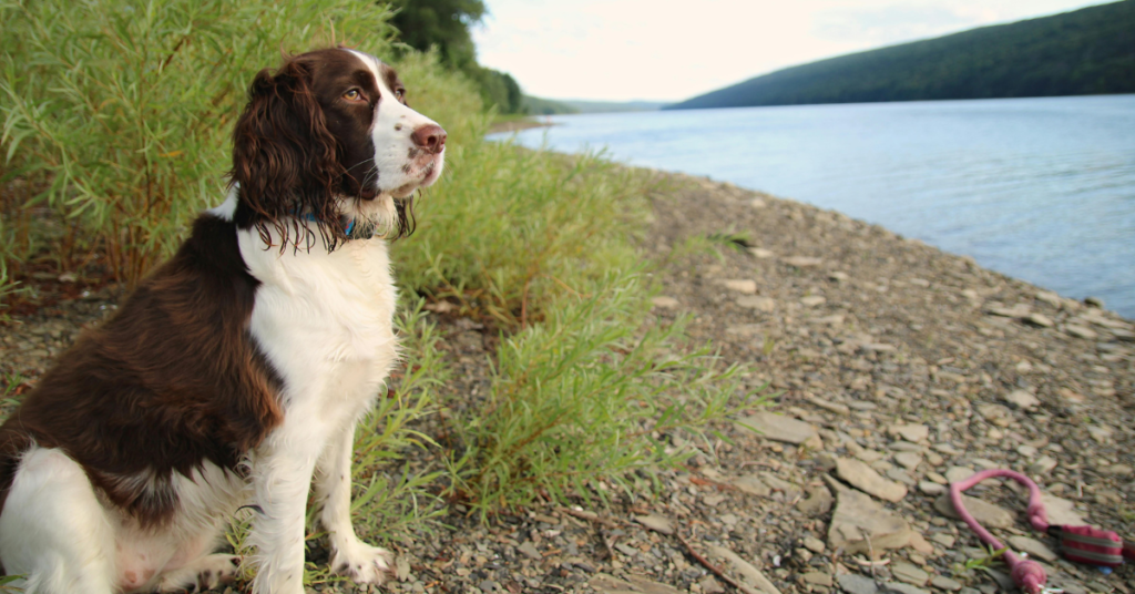 French Spaniel